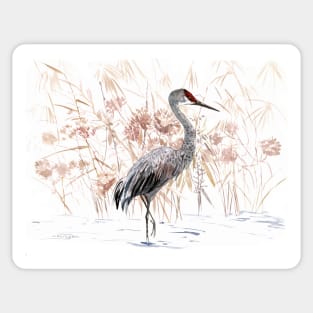 Sandhill Crane in Florida Sticker